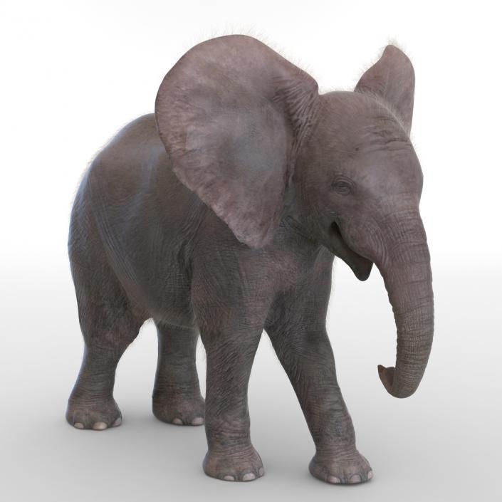 Baby Elephant Pose 2 with Fur 3D model