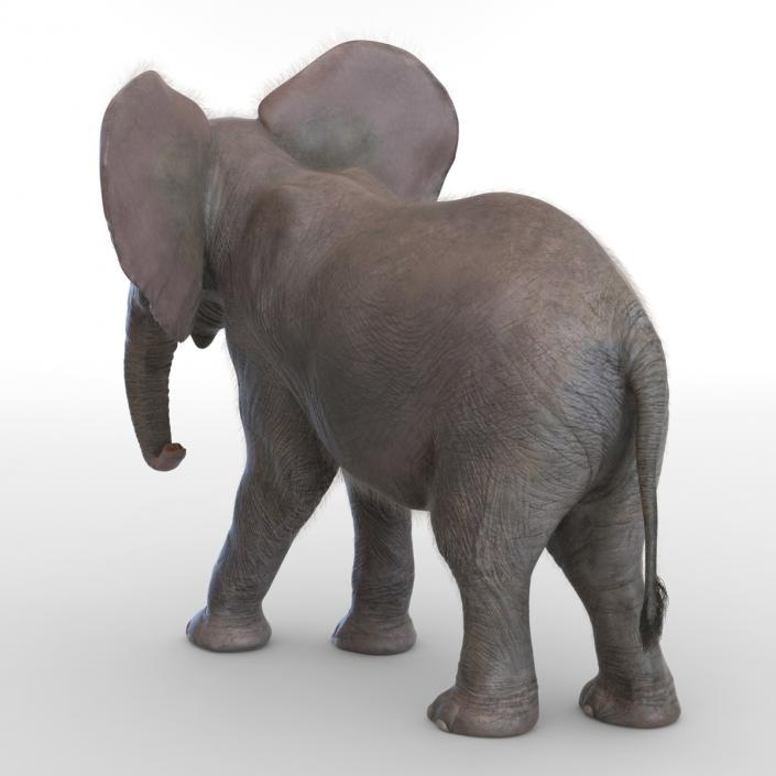 Baby Elephant Pose 2 with Fur 3D model