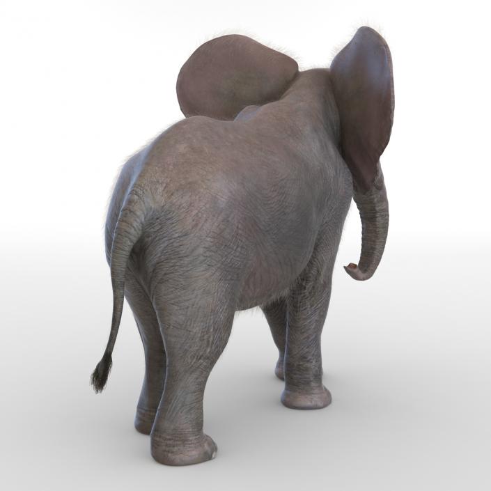 Baby Elephant Pose 2 with Fur 3D model