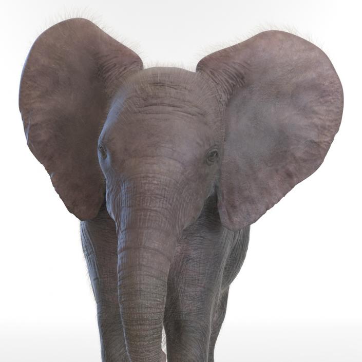 Baby Elephant Pose 2 with Fur 3D model