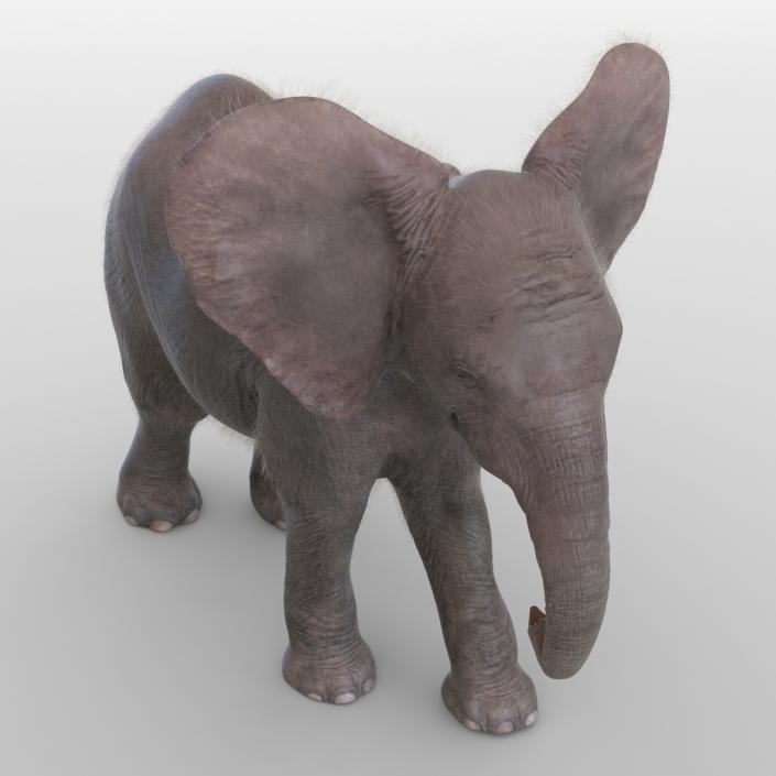 Baby Elephant Pose 2 with Fur 3D model