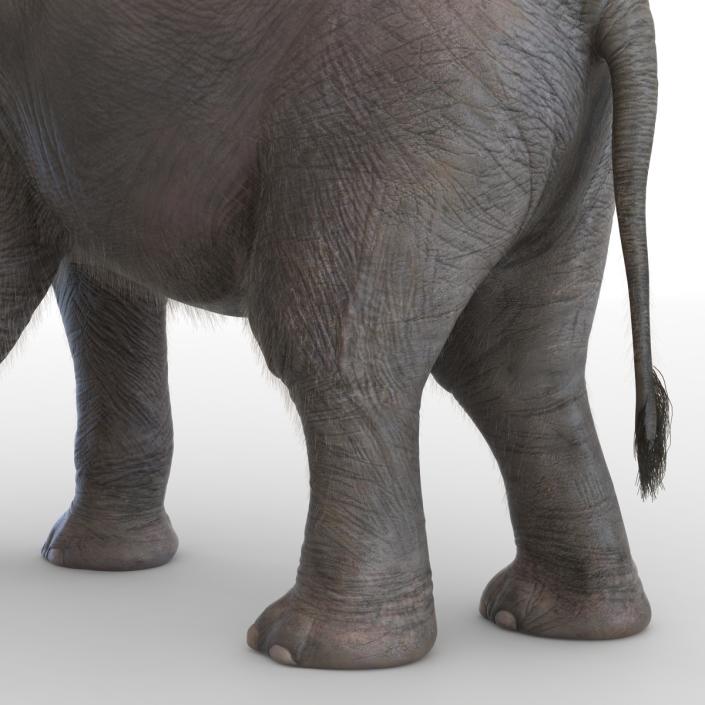 Baby Elephant Pose 2 with Fur 3D model