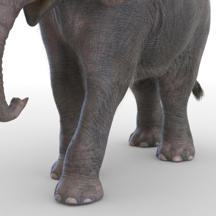 Baby Elephant Pose 2 with Fur 3D model