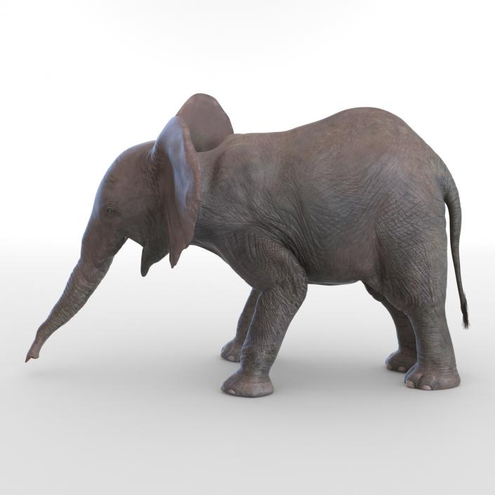 3D model Baby Elephant Pose 3