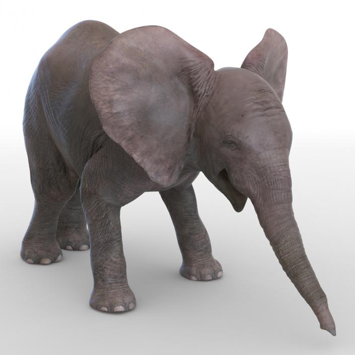 3D model Baby Elephant Pose 3