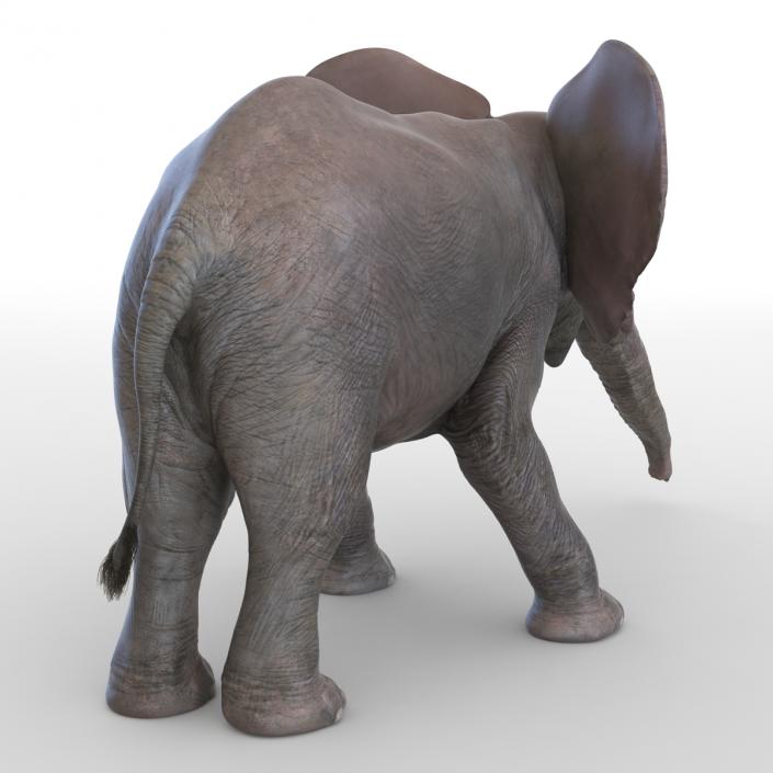 3D model Baby Elephant Pose 3