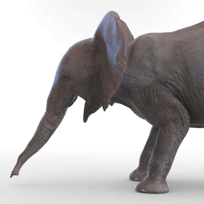 3D model Baby Elephant Pose 3