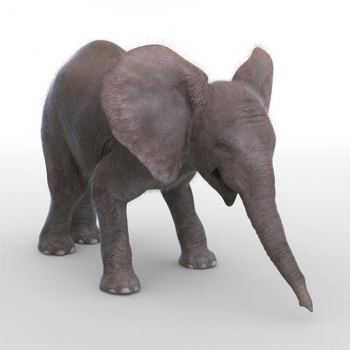 Baby Elephant Pose 3 with Fur 3D model