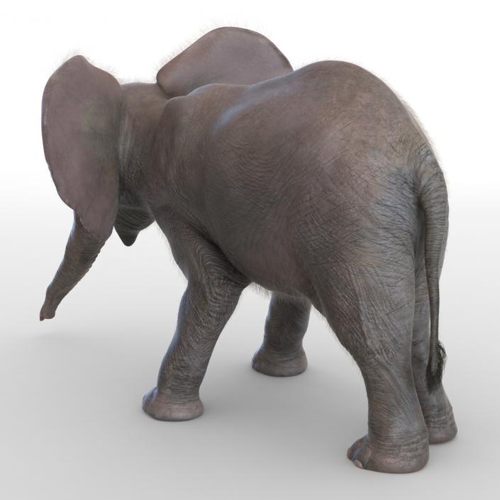 Baby Elephant Pose 3 with Fur 3D model