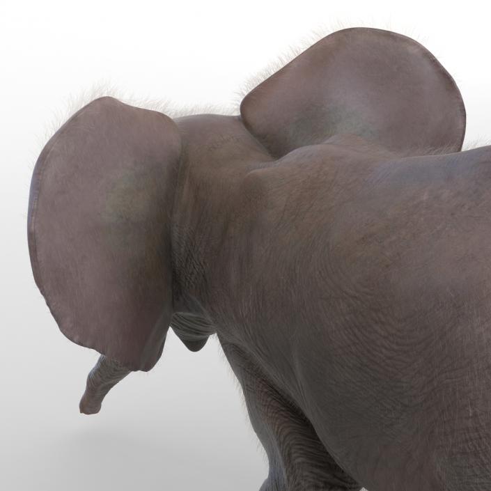 Baby Elephant Pose 3 with Fur 3D model