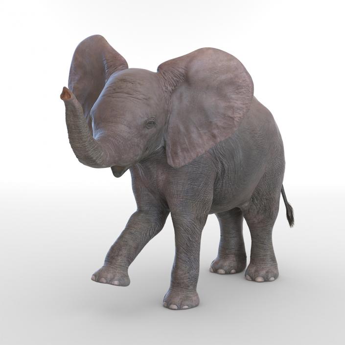 3D model Baby Elephant Rigged