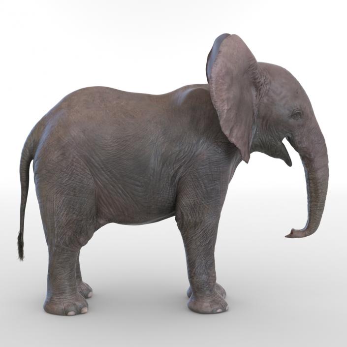 3D model Baby Elephant Rigged