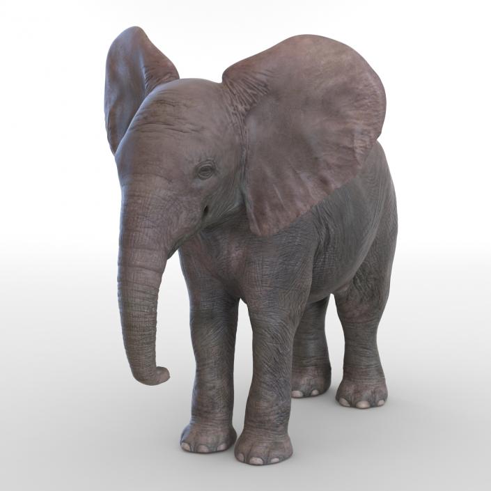 3D model Baby Elephant Rigged