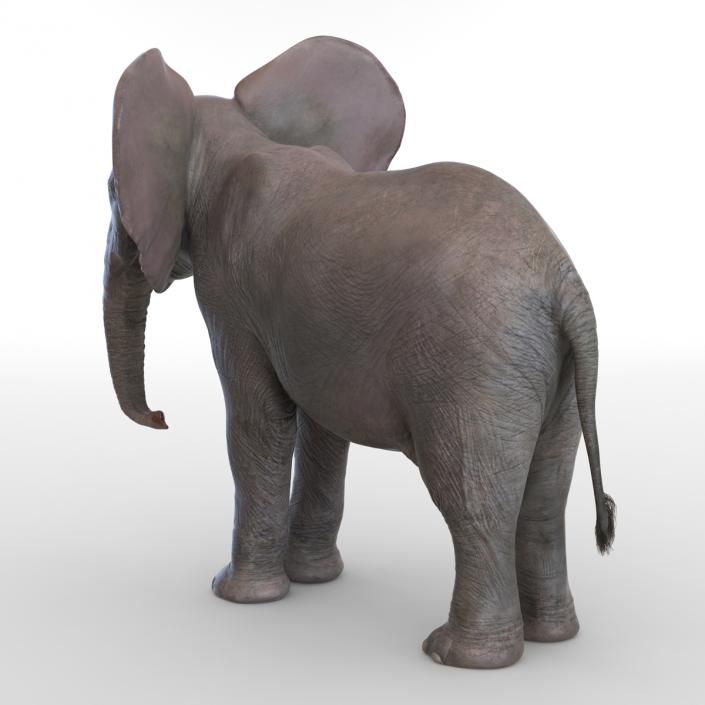 3D model Baby Elephant Rigged