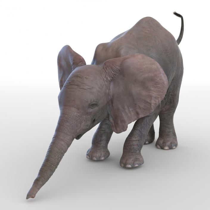 3D model Baby Elephant Rigged