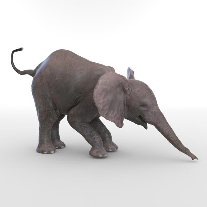 3D model Baby Elephant Rigged