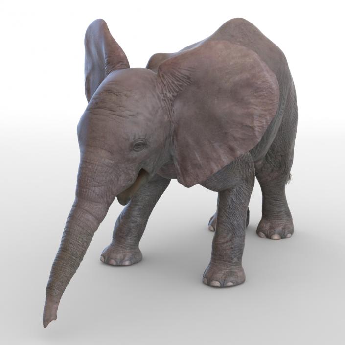 3D model Baby Elephant Rigged