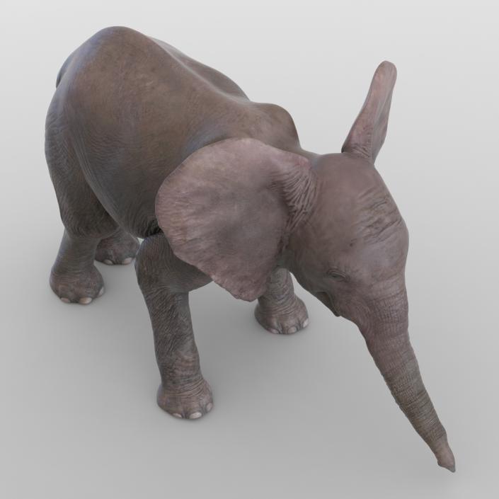 3D model Baby Elephant Rigged