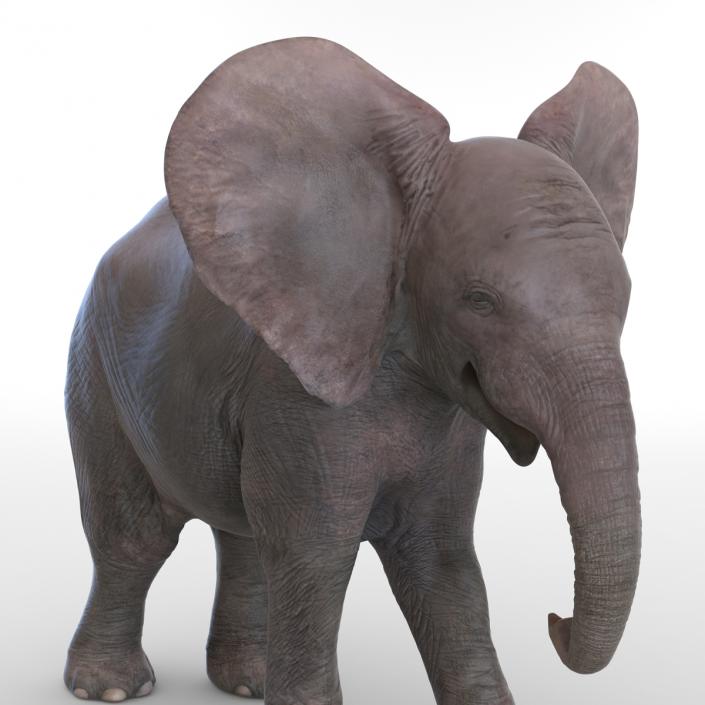 3D model Baby Elephant Rigged