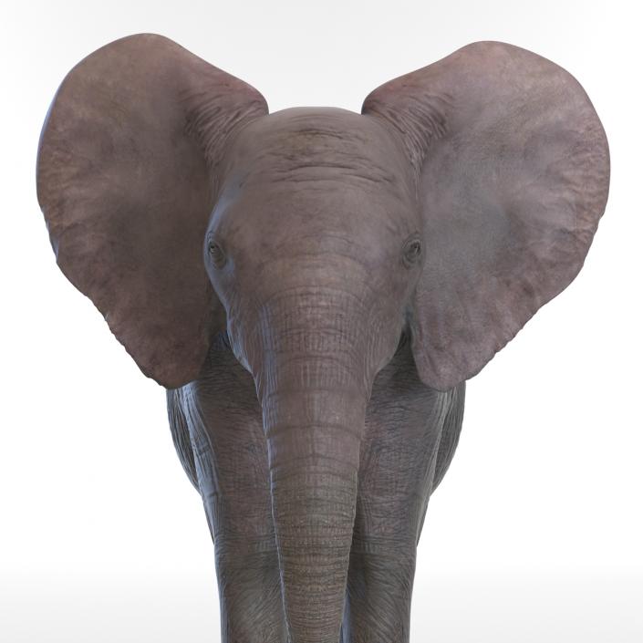 3D model Baby Elephant Rigged