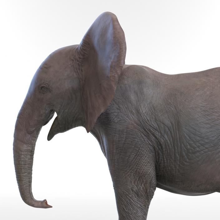 3D model Baby Elephant Rigged