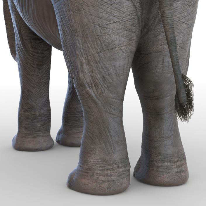 3D model Baby Elephant Rigged