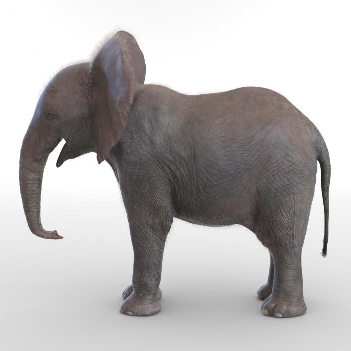 Baby Elephant Rigged with Fur 3D model