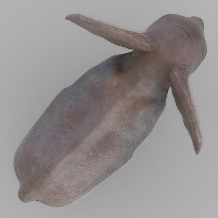 Baby Elephant Rigged with Fur 3D model