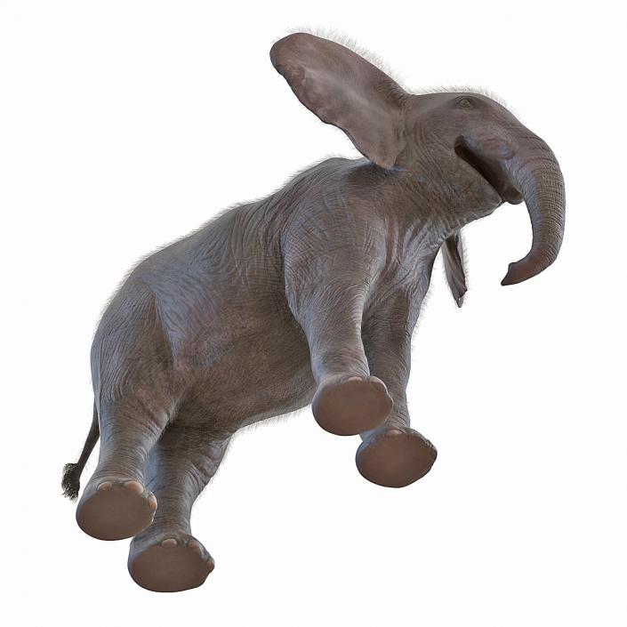 Baby Elephant Rigged with Fur 3D model