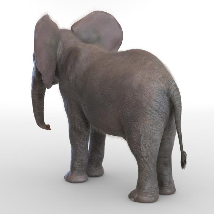 Baby Elephant Rigged with Fur 3D model