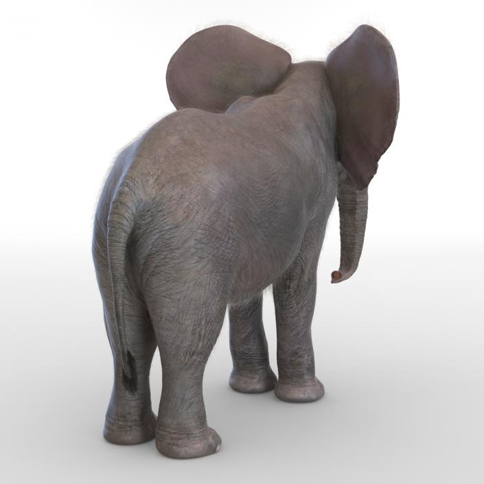 Baby Elephant Rigged with Fur 3D model