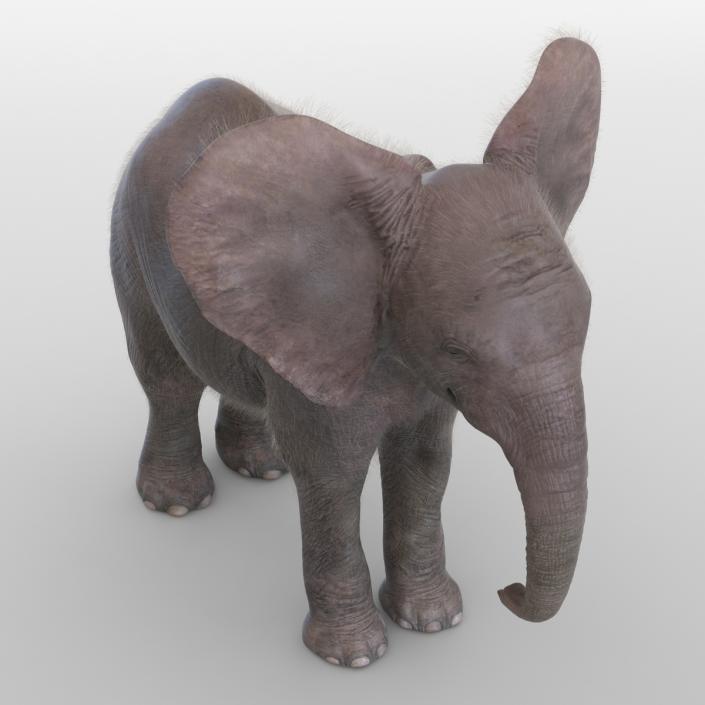 Baby Elephant Rigged with Fur 3D model