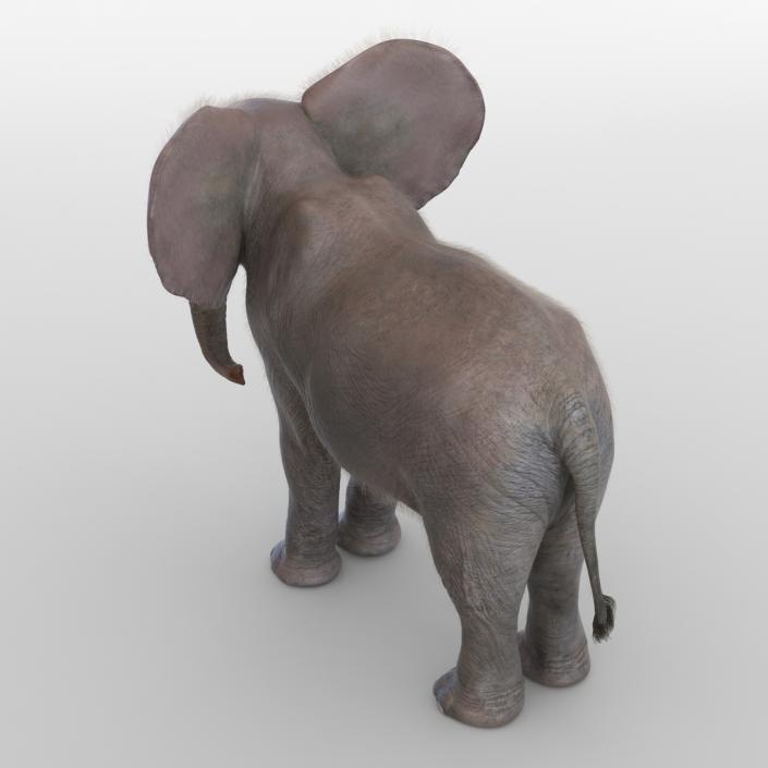 Baby Elephant Rigged with Fur 3D model