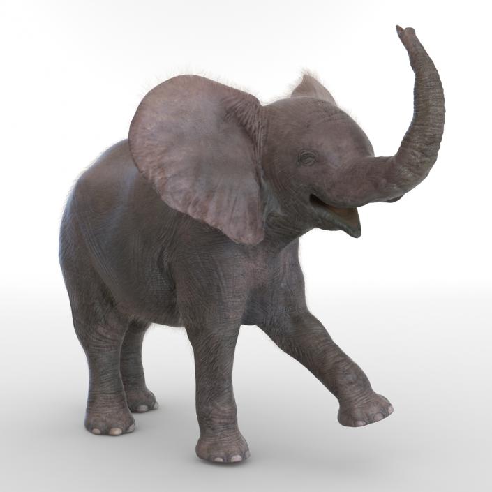 Baby Elephant Rigged with Fur 3D model