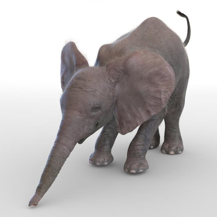 Baby Elephant Rigged with Fur 3D model