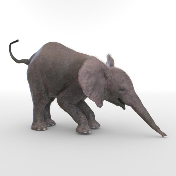 Baby Elephant Rigged with Fur 3D model