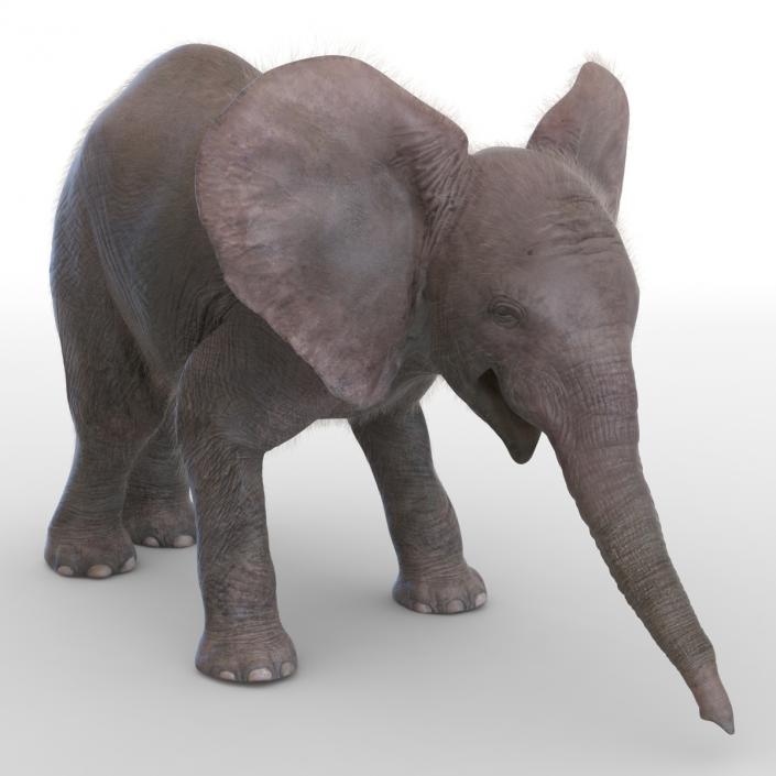 Baby Elephant Rigged with Fur 3D model