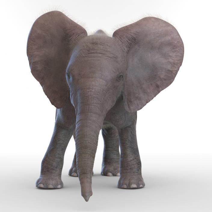 Baby Elephant Rigged with Fur 3D model