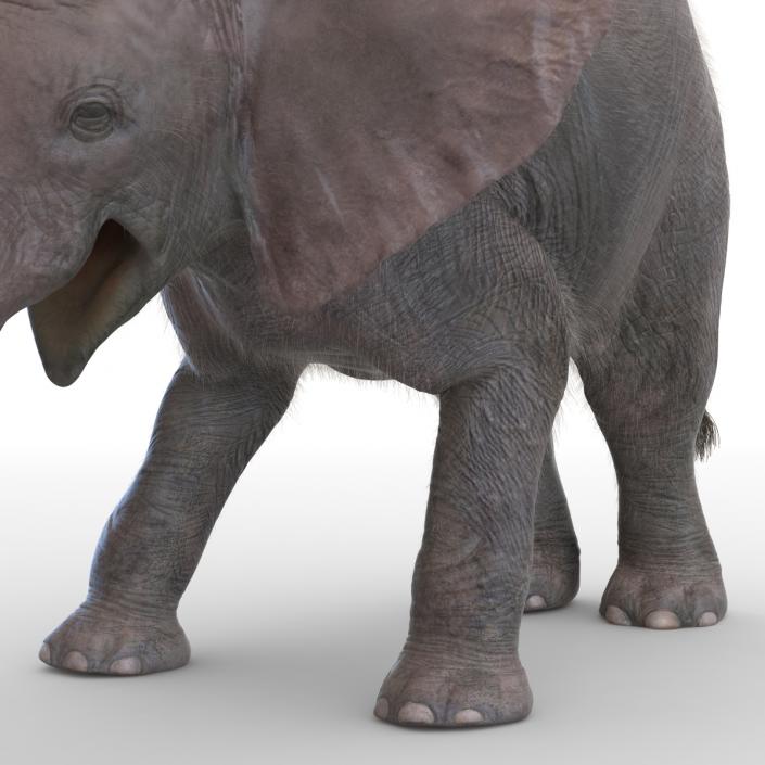 Baby Elephant Rigged with Fur 3D model