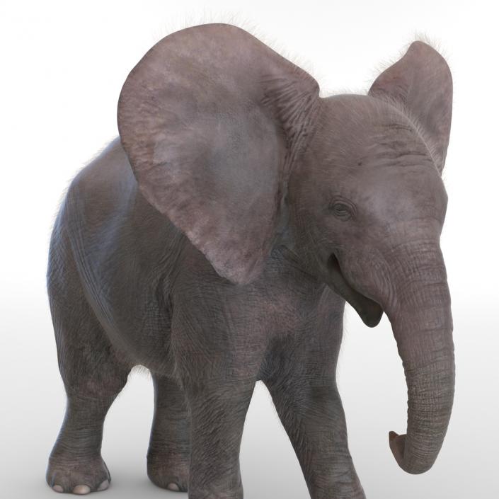 Baby Elephant Rigged with Fur 3D model