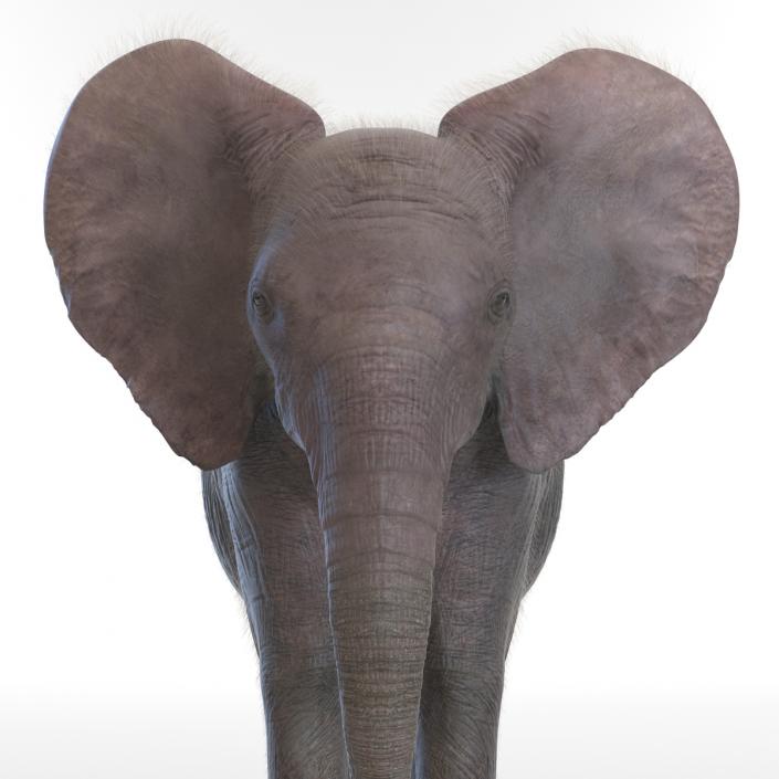 Baby Elephant Rigged with Fur 3D model