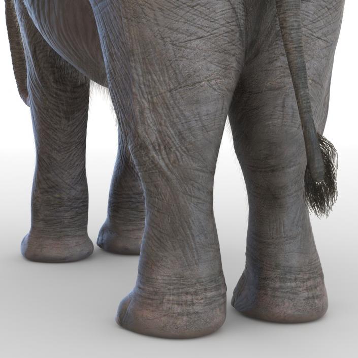 Baby Elephant Rigged with Fur 3D model