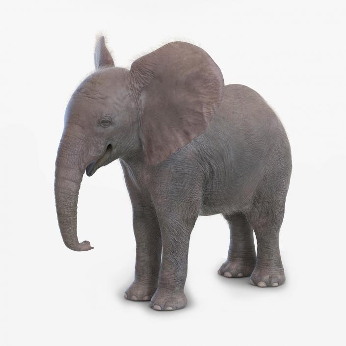 Baby Elephant with Fur 3D