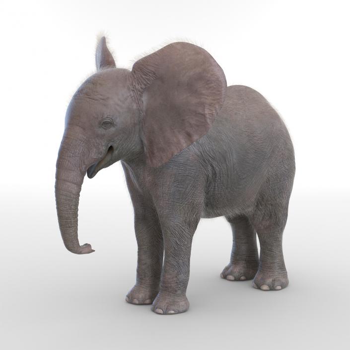 Baby Elephant with Fur 3D