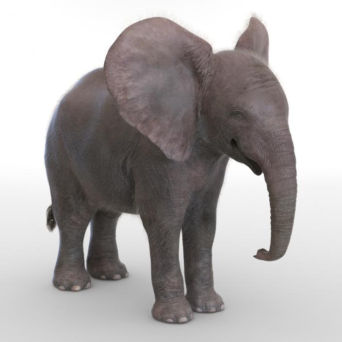 Baby Elephant with Fur 3D