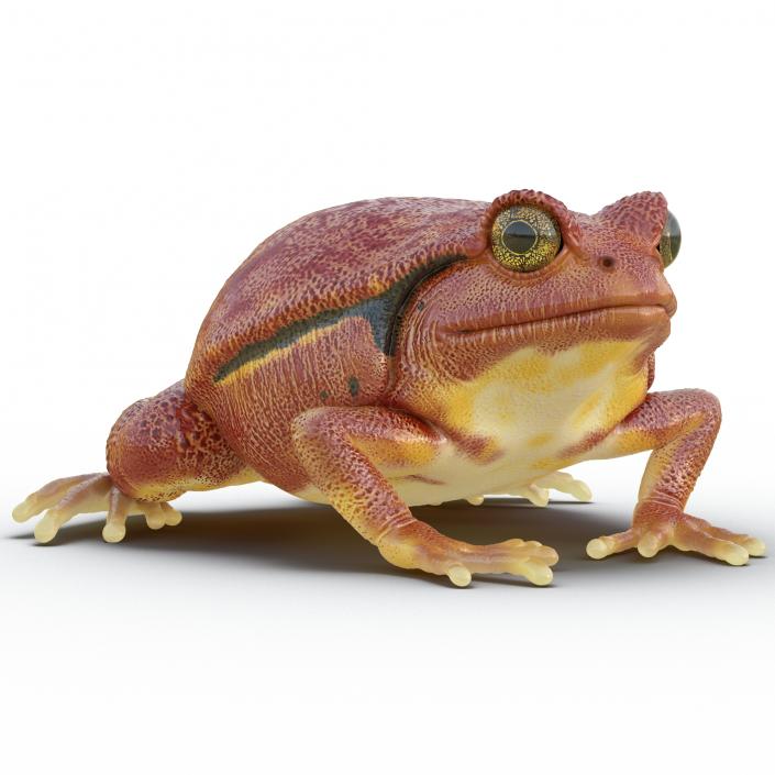 3D Tomato Frog Pose 2 model