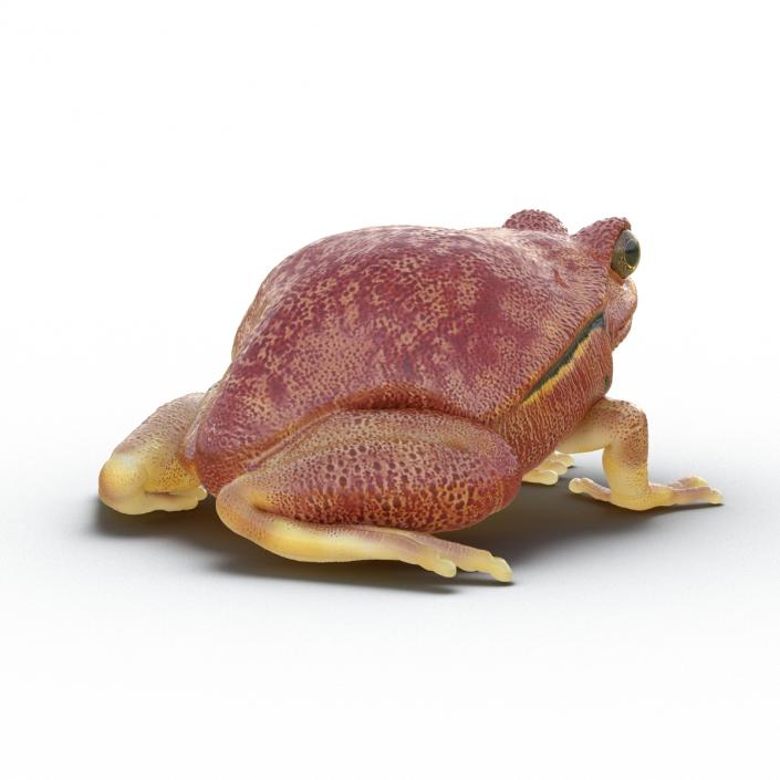 3D Tomato Frog Pose 2 model