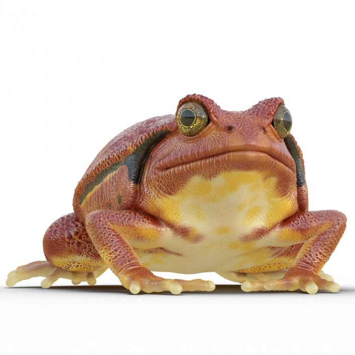 3D Tomato Frog Pose 2 model