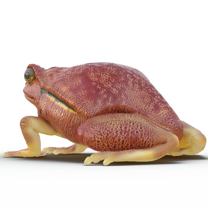 3D Tomato Frog Pose 2 model