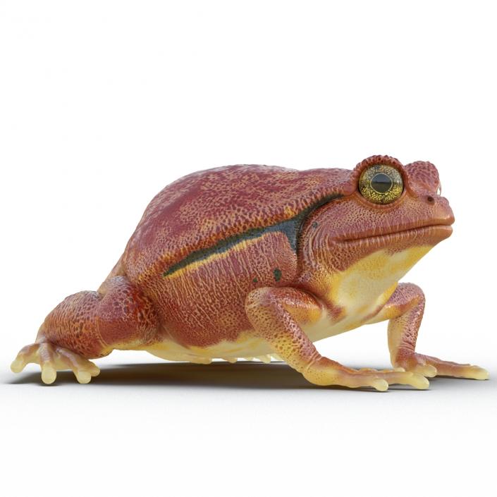 3D Tomato Frog Pose 2 model